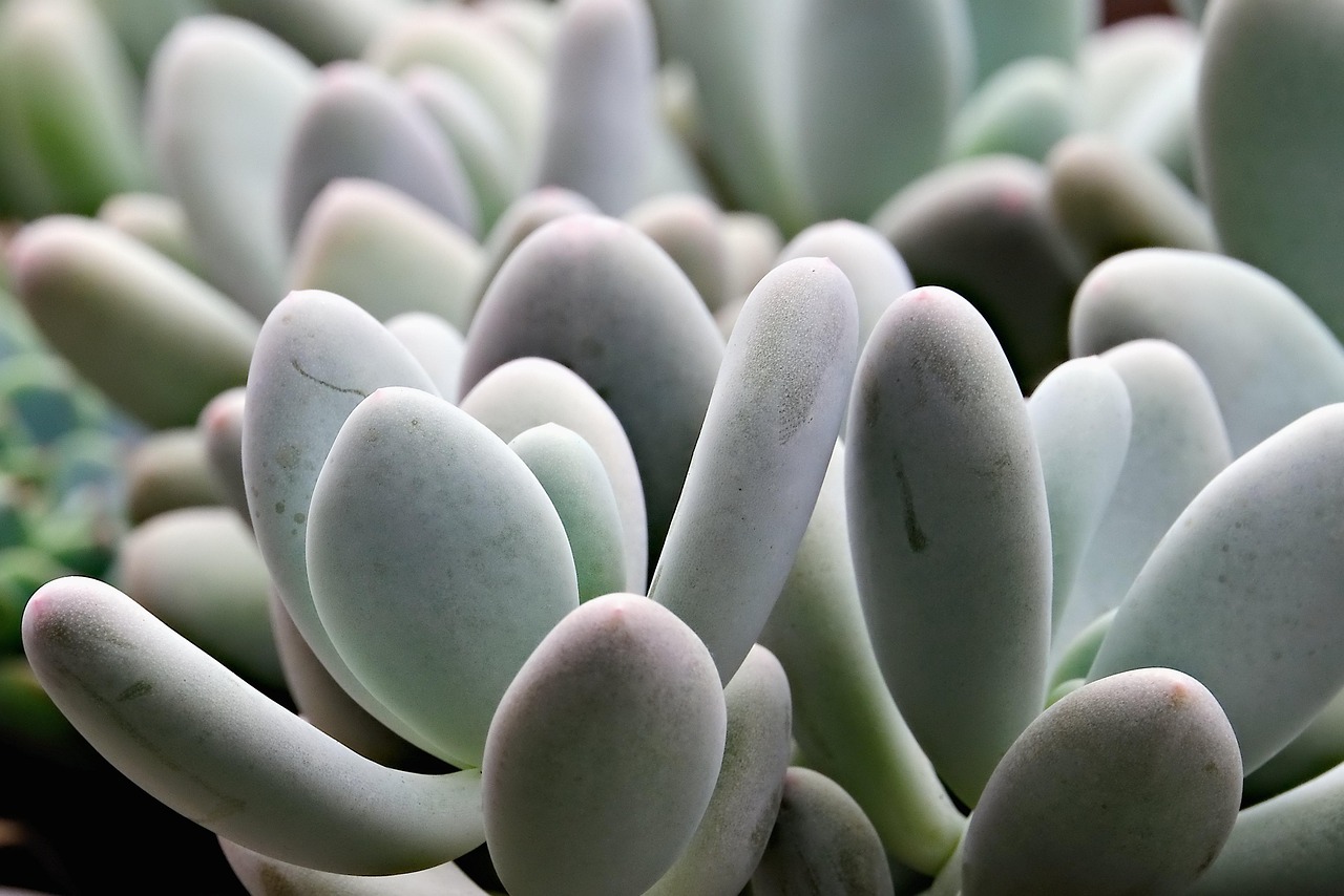 Close view of pale blue-green succulent rosettes